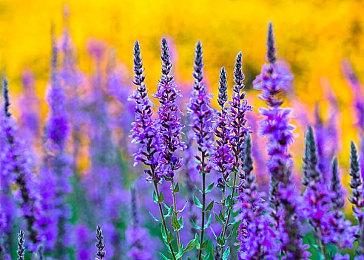 《如龙7外传》官网更新 展示剧情梗概与新截图