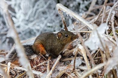 《激战2》上架Steam平台 8月23日正式上线